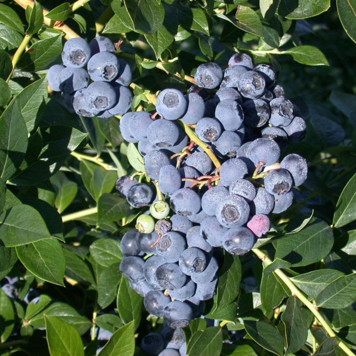 Northern Highbush Blueberry Seeds - Perennial Fruit Shrub, 55 seeds