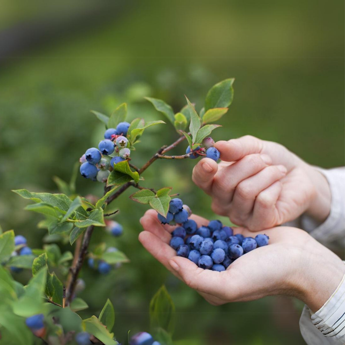 Northern Highbush Blueberry Seeds - Perennial Fruit Shrub, 55 seeds