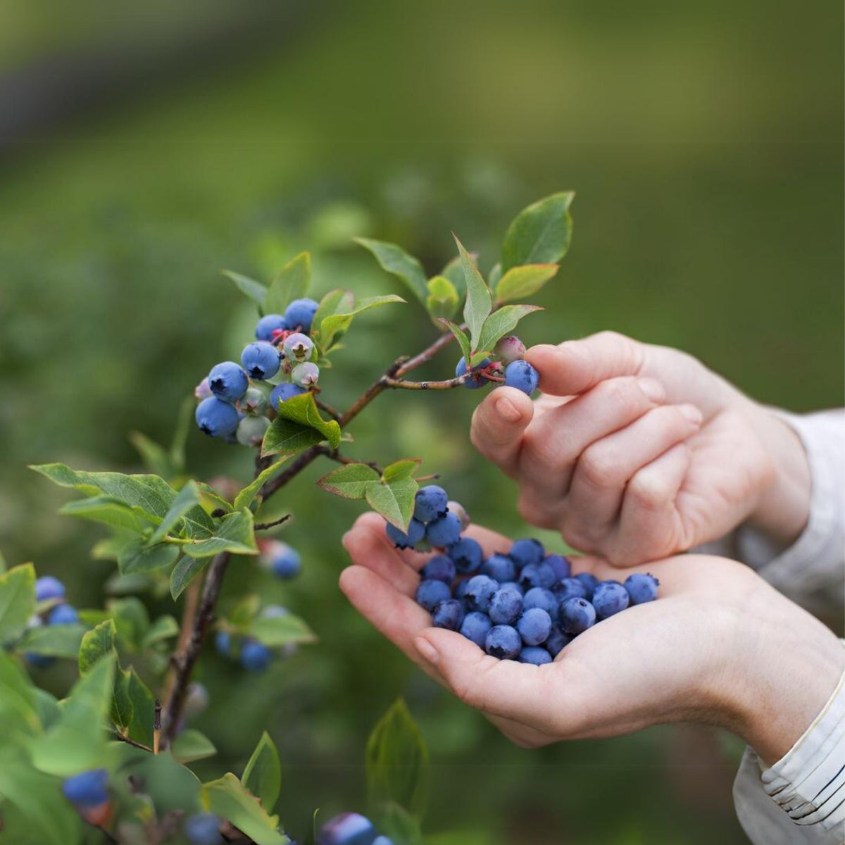 55 Seeds| Northern Highbush Blueberry Seeds – Heirloom, Non-GMO, Perennial Fruit Shrub, Sweet Juicy Berries, Cold Hardy, High Yield, Perfect for Fresh Eating, Baking, Smoothies, Jams, and Home Gardens#6035