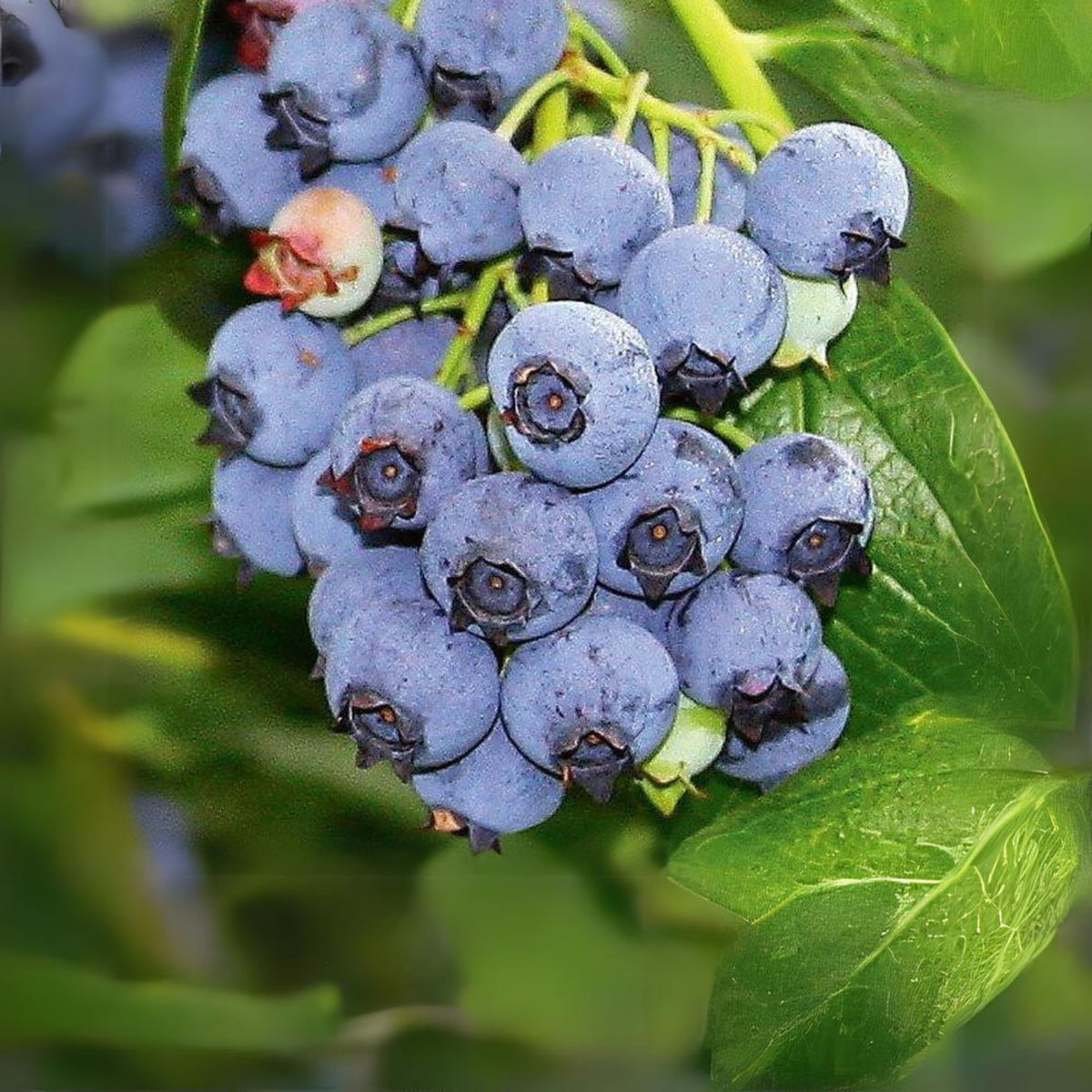 55 Seeds| Northern Highbush Blueberry Seeds – Heirloom, Non-GMO, Perennial Fruit Shrub, Sweet Juicy Berries, Cold Hardy, High Yield, Perfect for Fresh Eating, Baking, Smoothies, Jams, and Home Gardens#6035