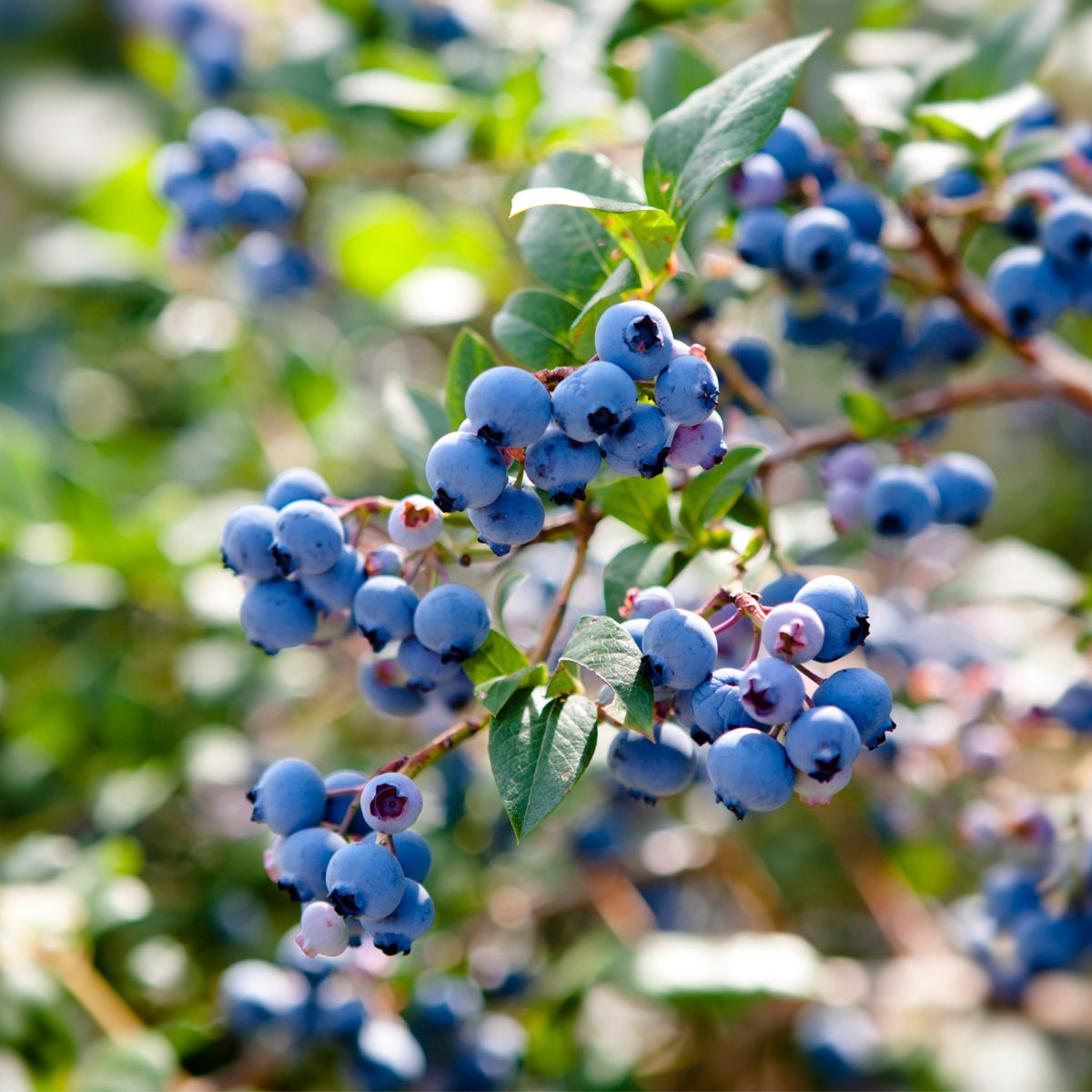 Northern Highbush Blueberry Seeds - Perennial Fruit Shrub, 55 seeds