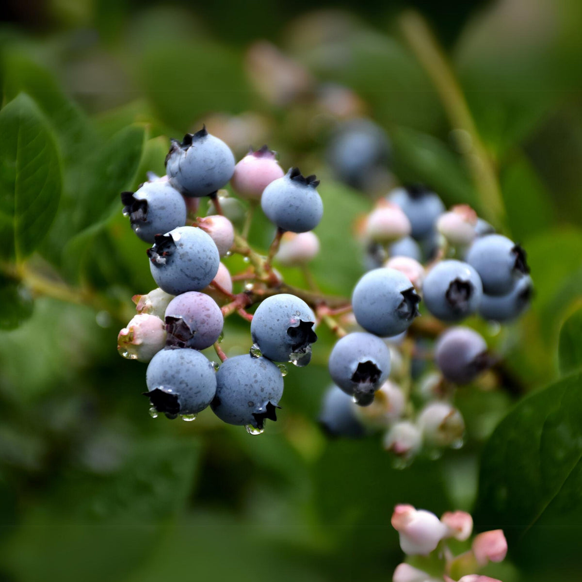55 Seeds| Northern Highbush Blueberry Seeds – Heirloom, Non-GMO, Perennial Fruit Shrub, Sweet Juicy Berries, Cold Hardy, High Yield, Perfect for Fresh Eating, Baking, Smoothies, Jams, and Home Gardens#6035