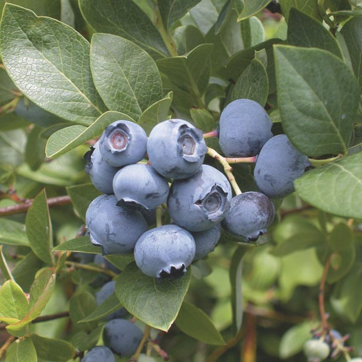 Northern Highbush Blueberry Seeds - Perennial Fruit Shrub, 55 seeds