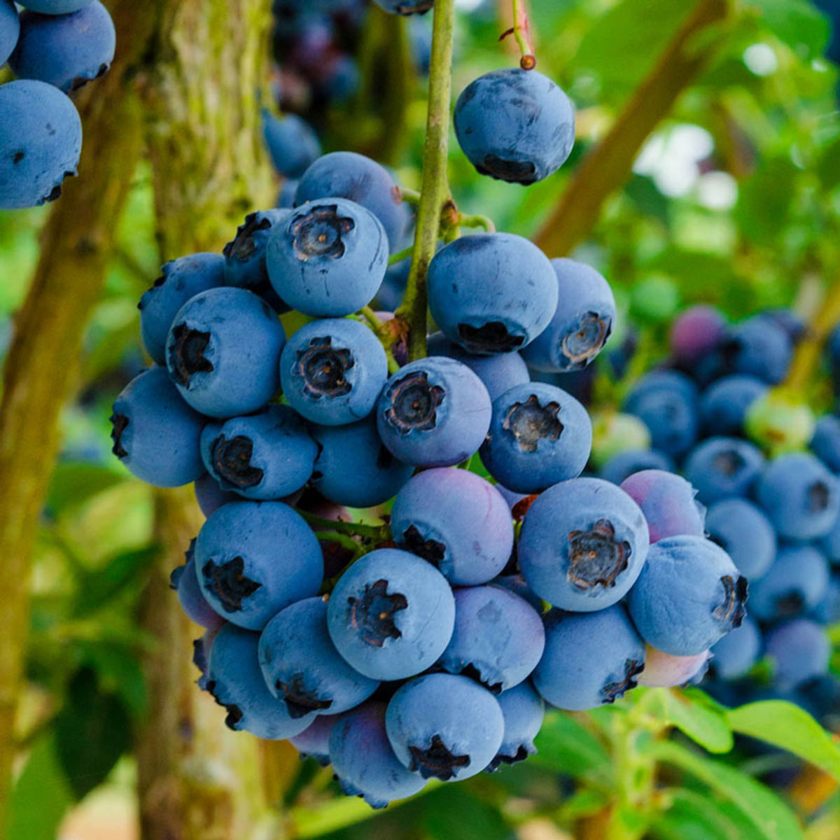 Northern Highbush Blueberry Seeds - Perennial Fruit Shrub, 55 seeds