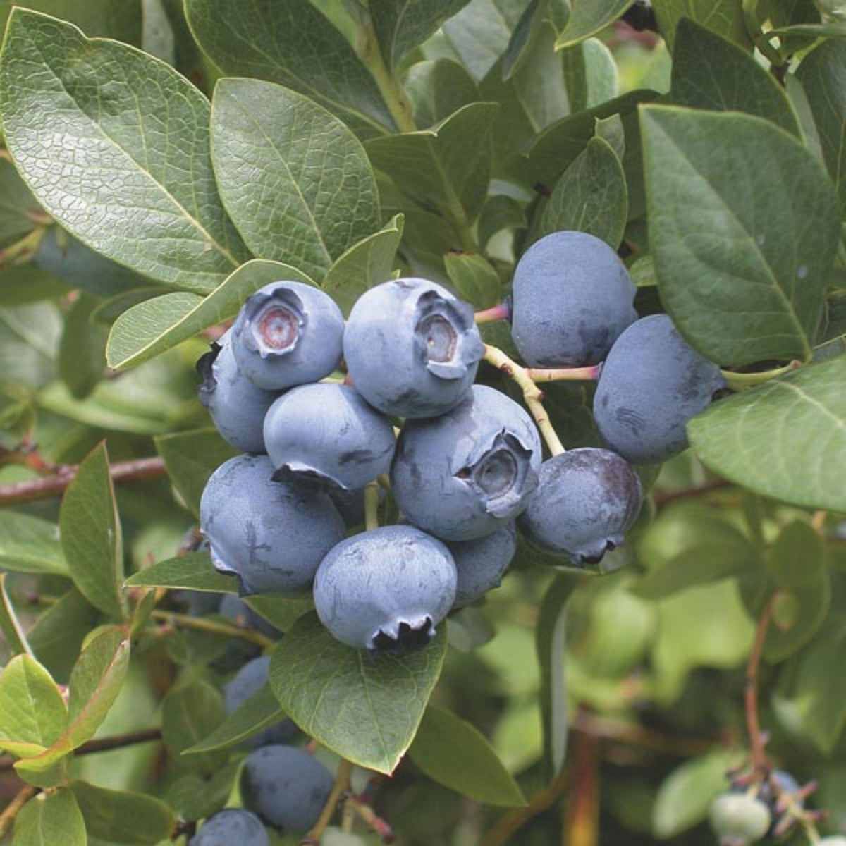 55 Seeds| Northern Highbush Blueberry Seeds – Heirloom, Non-GMO, Perennial Fruit Shrub, Sweet Juicy Berries, Cold Hardy, High Yield, Perfect for Fresh Eating, Baking, Smoothies, Jams, and Home Gardens#6035
