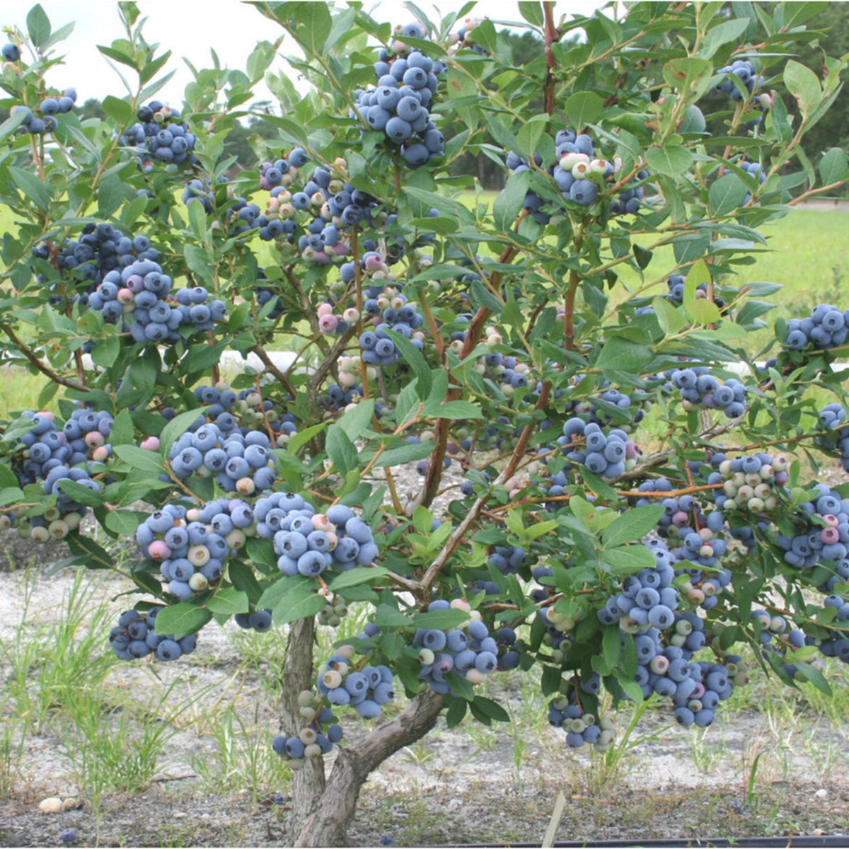 Northern Highbush Blueberry Seeds - Perennial Fruit Shrub, 55 seeds