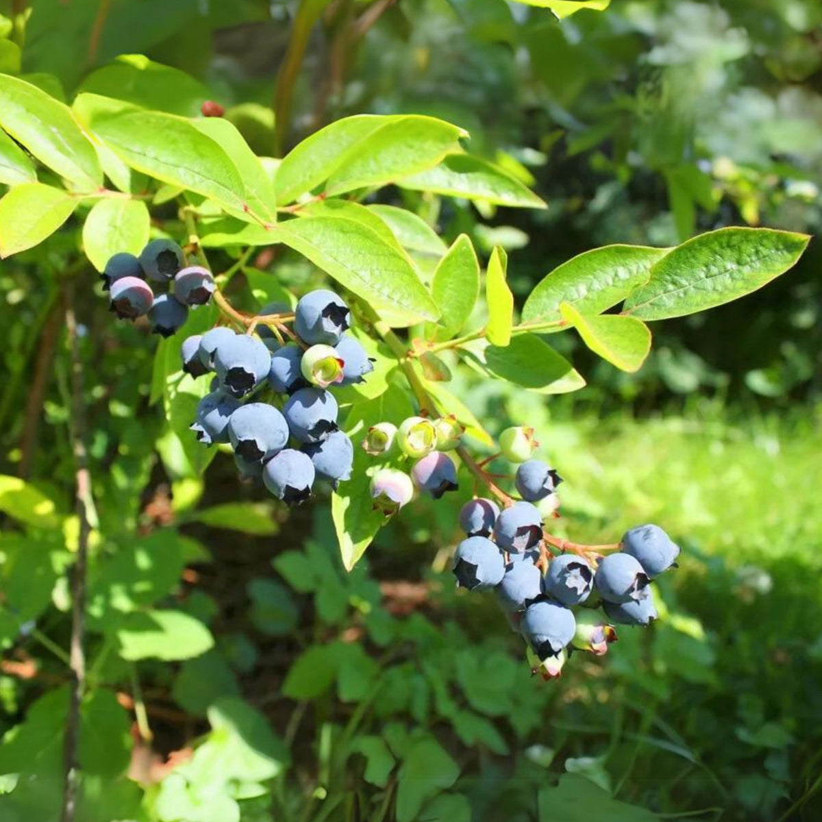Northern Highbush Blueberry Seeds - Perennial Fruit Shrub, 55 seeds