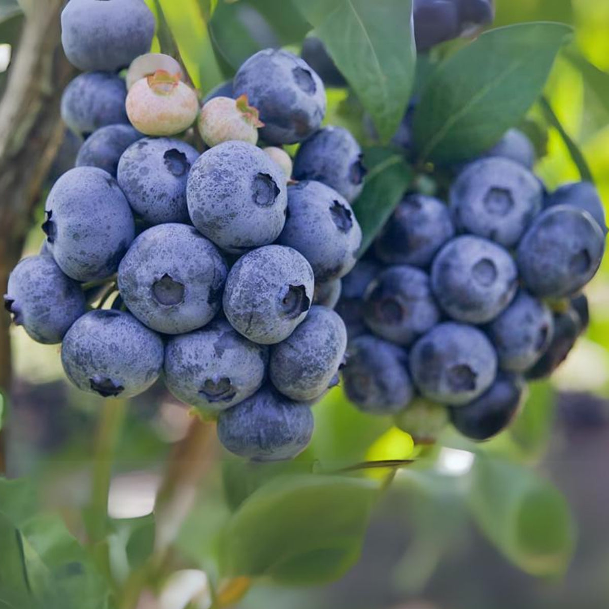 Northern Highbush Blueberry Seeds - Perennial Fruit Shrub, 55 seeds