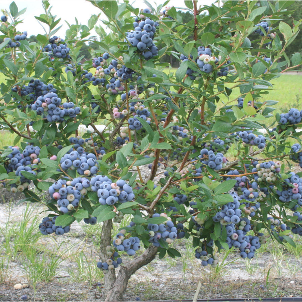 Northern Highbush Blueberry Seeds - Perennial Fruit Shrub, 55 seeds