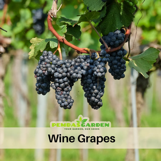 Wine Grape Seeds - Perennial Fruit Vine, 40 seeds