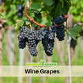 40 Seeds| Wine Grape Seeds – Heirloom, Non-GMO, Perennial Fruit Vine, Sweet Juicy Clusters, Vigorous Climber, Easy to Grow for Vineyards, Arbors, Fresh Eating, Juicing, and Homemade Winemaking#6036