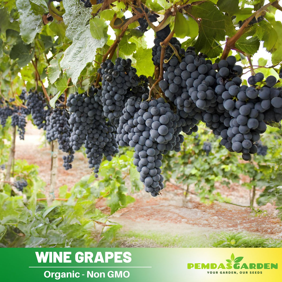 40 Seeds| Wine Grape Seeds – Heirloom, Non-GMO, Perennial Fruit Vine, Sweet Juicy Clusters, Vigorous Climber, Easy to Grow for Vineyards, Arbors, Fresh Eating, Juicing, and Homemade Winemaking#6036