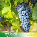 40 Seeds| Wine Grape Seeds – Heirloom, Non-GMO, Perennial Fruit Vine, Sweet Juicy Clusters, Vigorous Climber, Easy to Grow for Vineyards, Arbors, Fresh Eating, Juicing, and Homemade Winemaking#6036