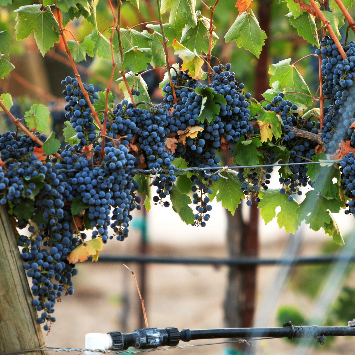 Grapes Wine Seeds - Perennial, Vigorous Climber, 40 seeds