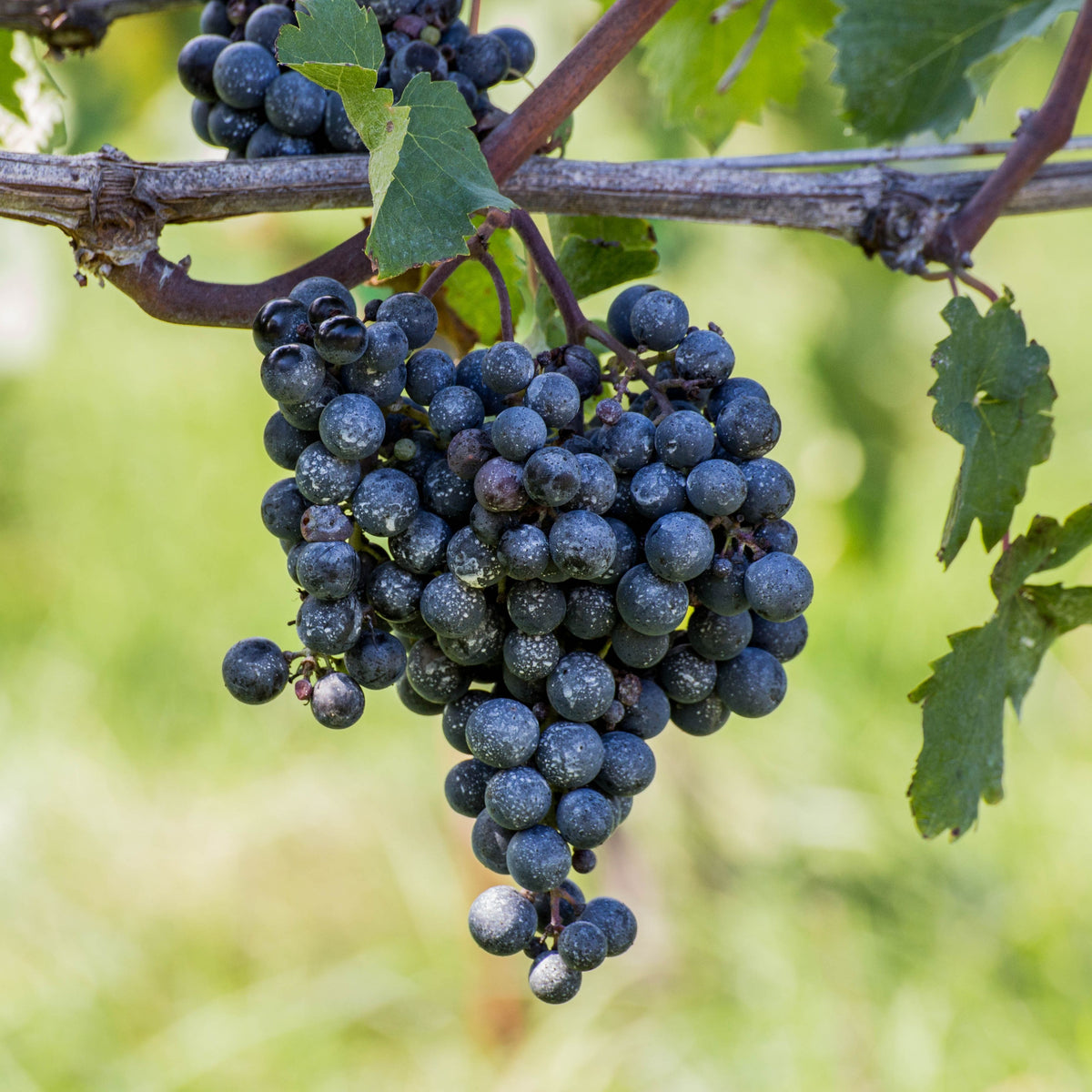 Grapes Wine Seeds - Perennial, Vigorous Climber, 40 seeds