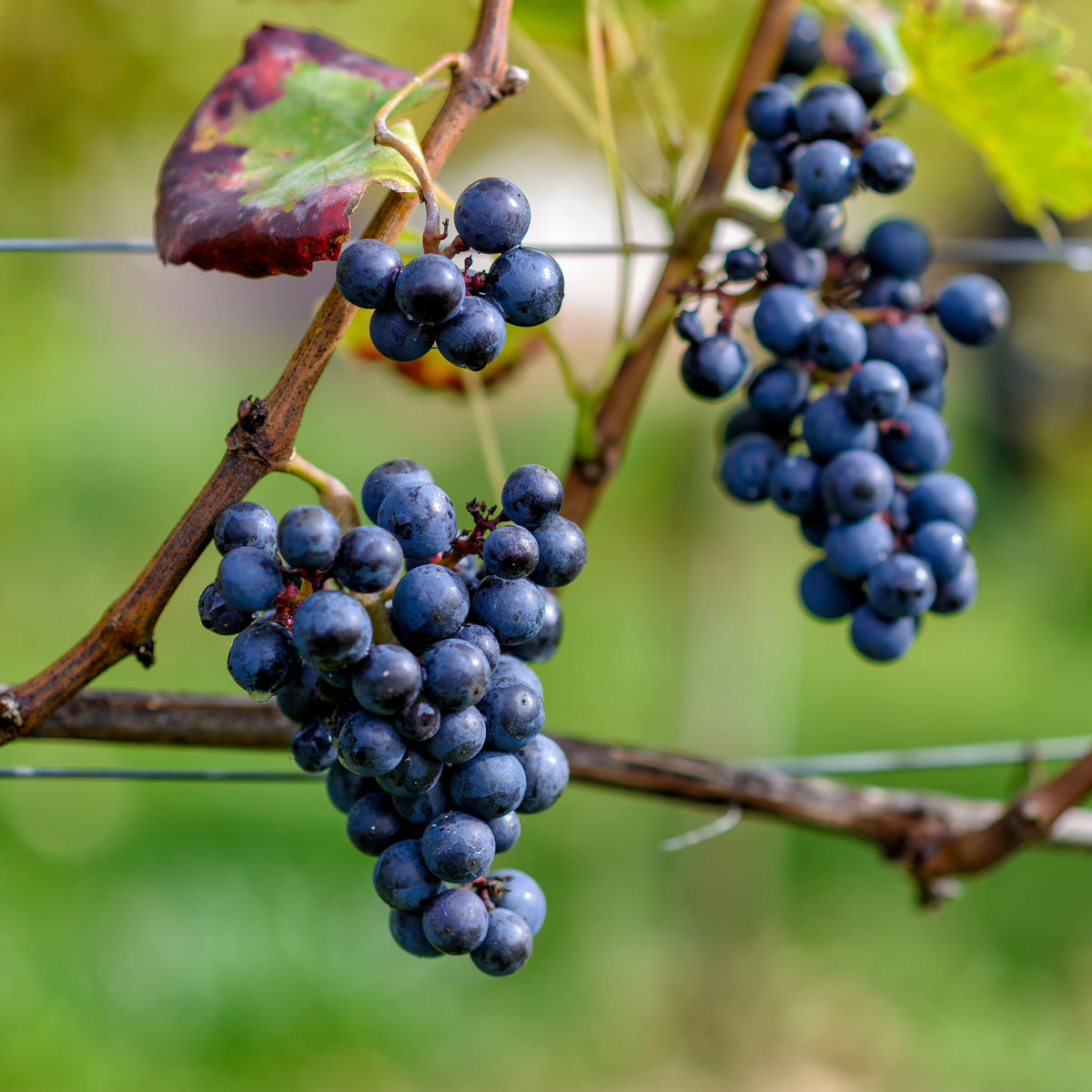 Grapes Wine Seeds - Perennial, Vigorous Climber, 40 seeds