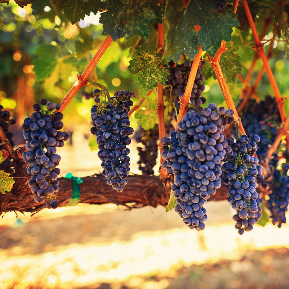 Wine Grape Seeds - Perennial Fruit Vine, 40 seeds