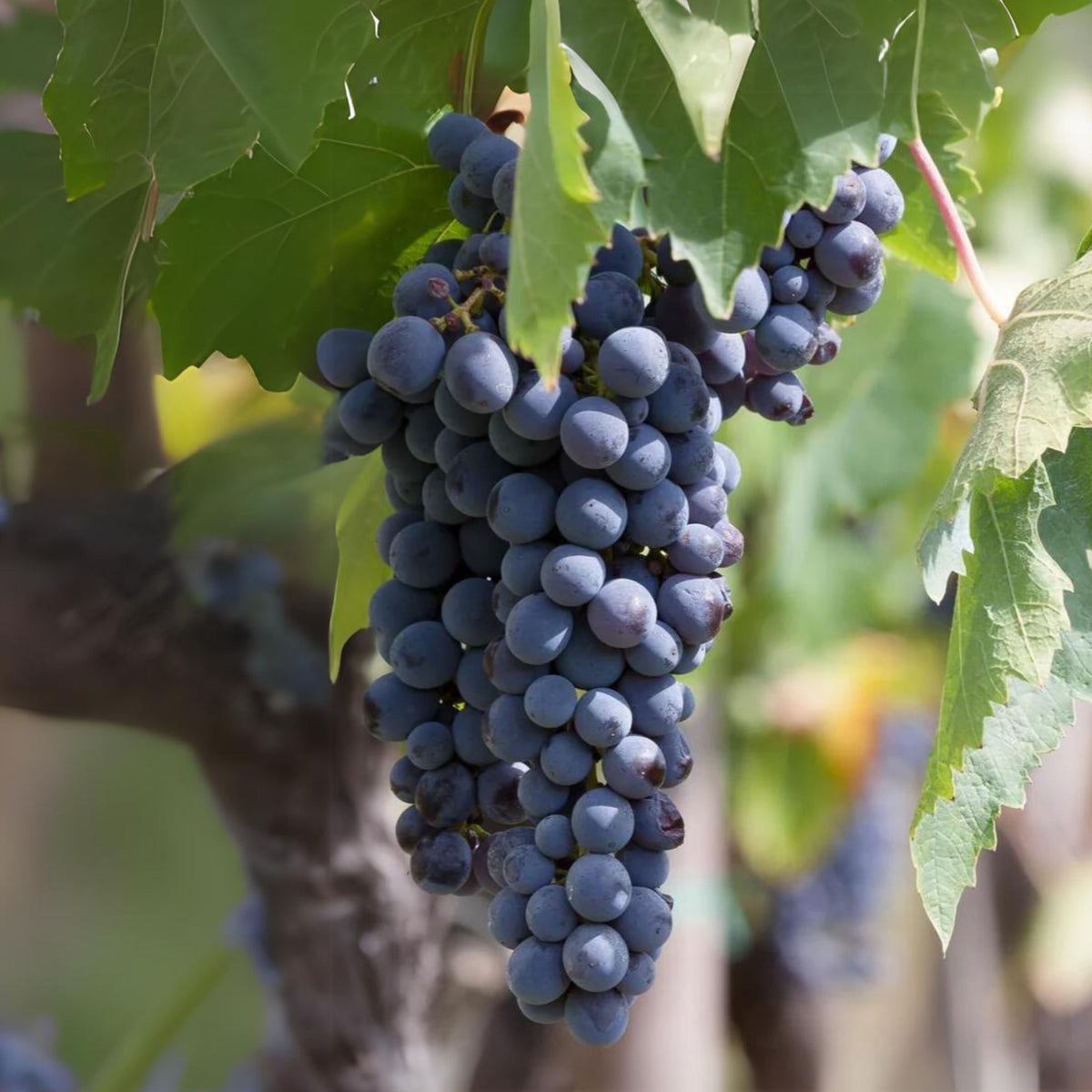 40 Seeds| Wine Grape Seeds – Heirloom, Non-GMO, Perennial Fruit Vine, Sweet Juicy Clusters, Vigorous Climber, Easy to Grow for Vineyards, Arbors, Fresh Eating, Juicing, and Homemade Winemaking#6036