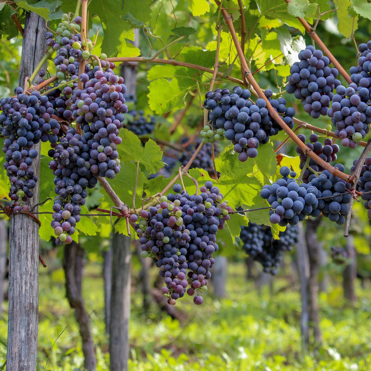 Wine Grape Seeds - Perennial Fruit Vine, 40 seeds