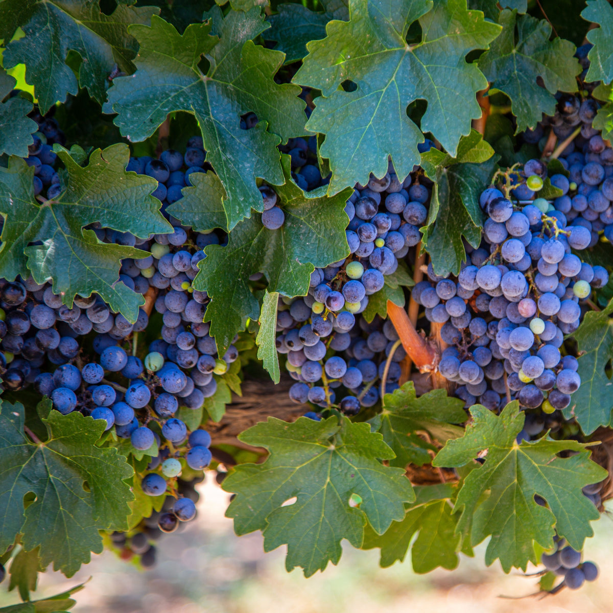 Wine Grape Seeds - Perennial Fruit Vine, 40 seeds