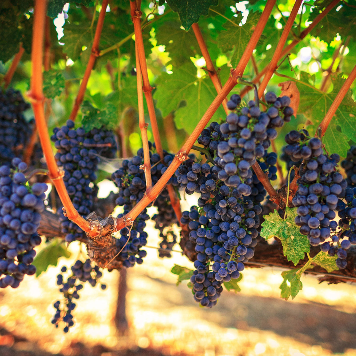 Grapes Wine Seeds - Perennial, Vigorous Climber, 40 seeds