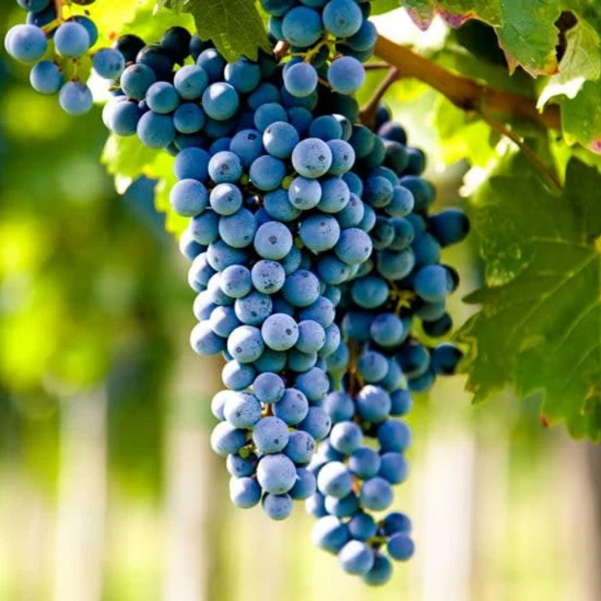 40 Seeds| Wine Grape Seeds – Heirloom, Non-GMO, Perennial Fruit Vine, Sweet Juicy Clusters, Vigorous Climber, Easy to Grow for Vineyards, Arbors, Fresh Eating, Juicing, and Homemade Winemaking#6036