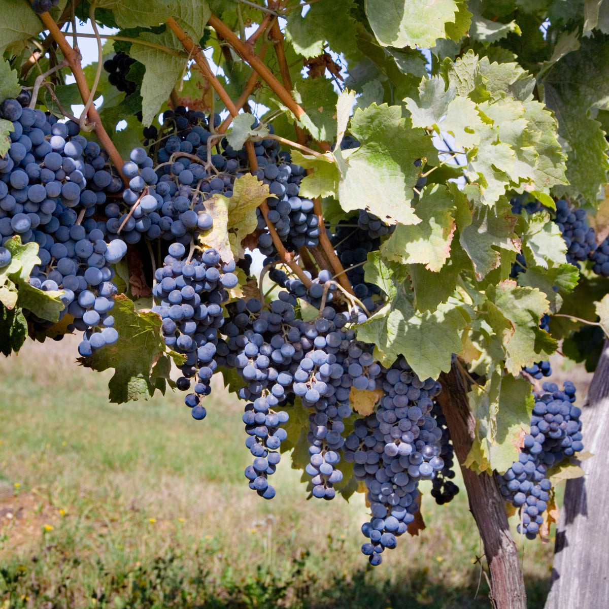Wine Grape Seeds - Perennial Fruit Vine, 40 seeds