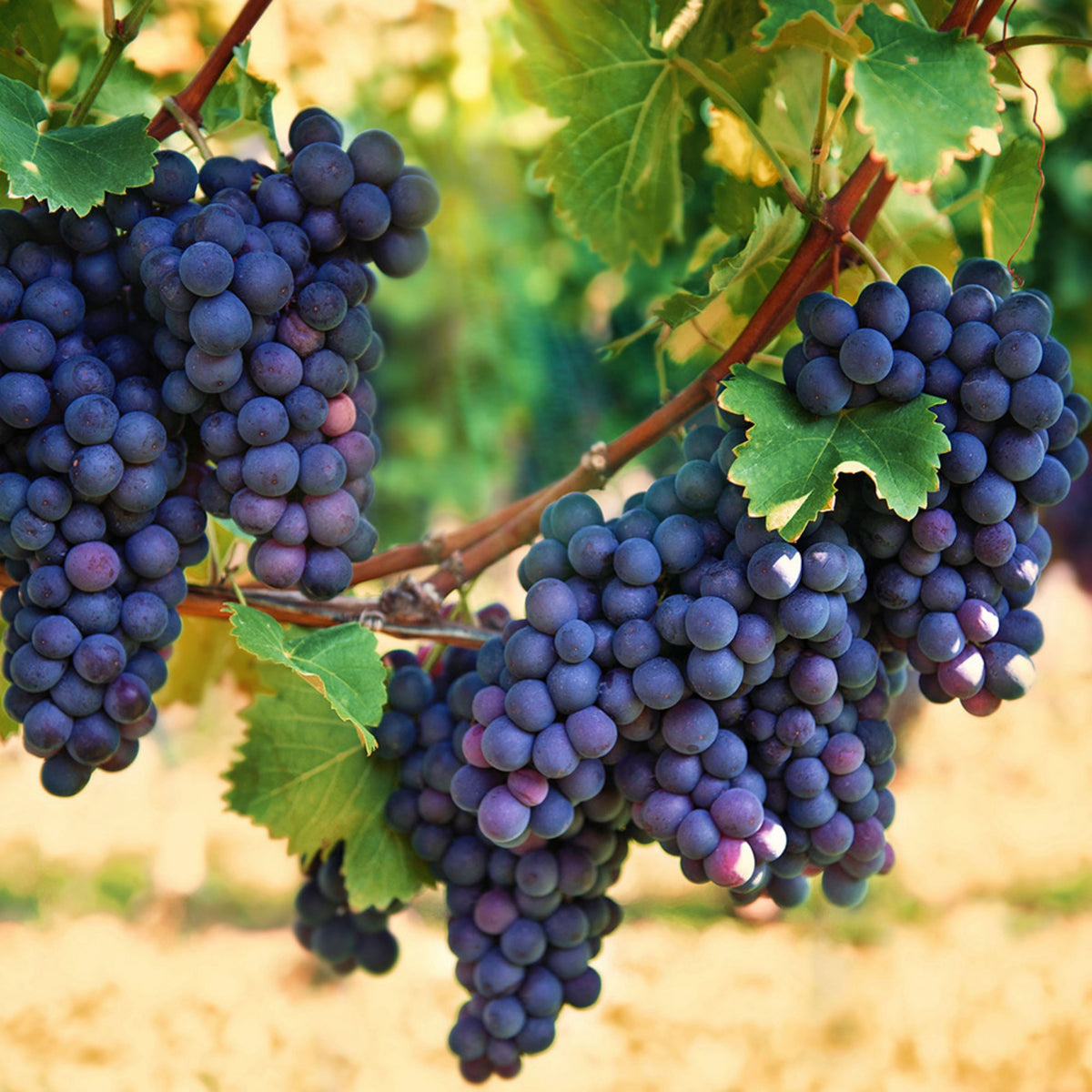 Wine Grape Seeds - Perennial Fruit Vine, 40 seeds