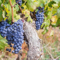 40 Seeds| Grapes Wine Seeds - Heirloom – Non-GMO – Perennial – Vigorous Climber – Sweet Clusters – Winemaking – Fresh Eating – Juicing – Long-Lived Vine – Garden to Table #6036