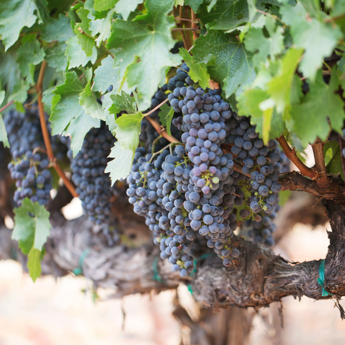 Grapes Wine Seeds - Perennial, Vigorous Climber, 40 seeds