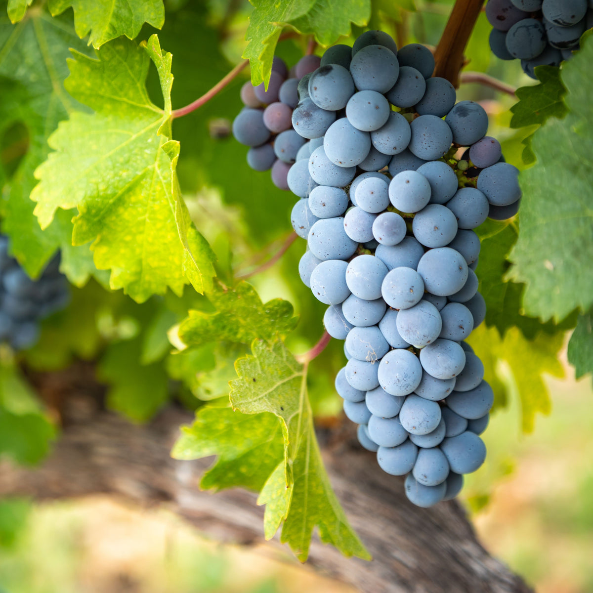 40 Seeds| Wine Grape Seeds – Heirloom, Non-GMO, Perennial Fruit Vine, Sweet Juicy Clusters, Vigorous Climber, Easy to Grow for Vineyards, Arbors, Fresh Eating, Juicing, and Homemade Winemaking#6036