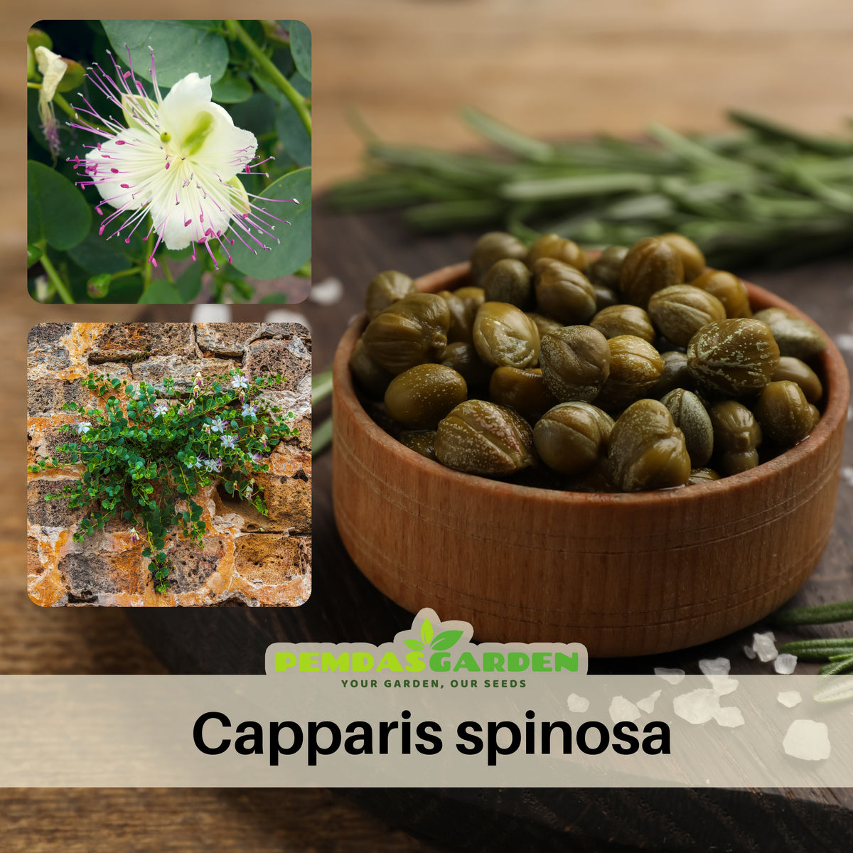 Capers (Caper Bush) Seeds - Perennial, Mediterranean Shrub, 12 seeds