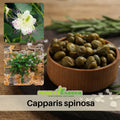 12 Seeds|Caper Bush Seeds – Heirloom, Non-GMO, Perennial Mediterranean Shrub, Edible Flower Buds and Berries, Easy to Grow in Containers, Perfect for Pickling, Garnish, Culinary Use, and Drought-Tolerant Gardens#6037