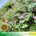 12 Seeds| Capers (Caper Bush) Seeds - Heirloom – Non-GMO – Perennial – Mediterranean Shrub – Edible Buds & Berries – Pickling – Culinary Herb – Ornamental – Drought Tolerant – Garden to Table#6037