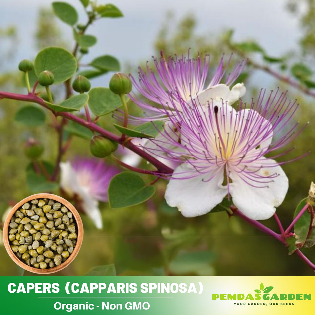 12 Seeds| Capers (Caper Bush) Seeds - Heirloom – Non-GMO – Perennial – Mediterranean Shrub – Edible Buds & Berries – Pickling – Culinary Herb – Ornamental – Drought Tolerant – Garden to Table#6037