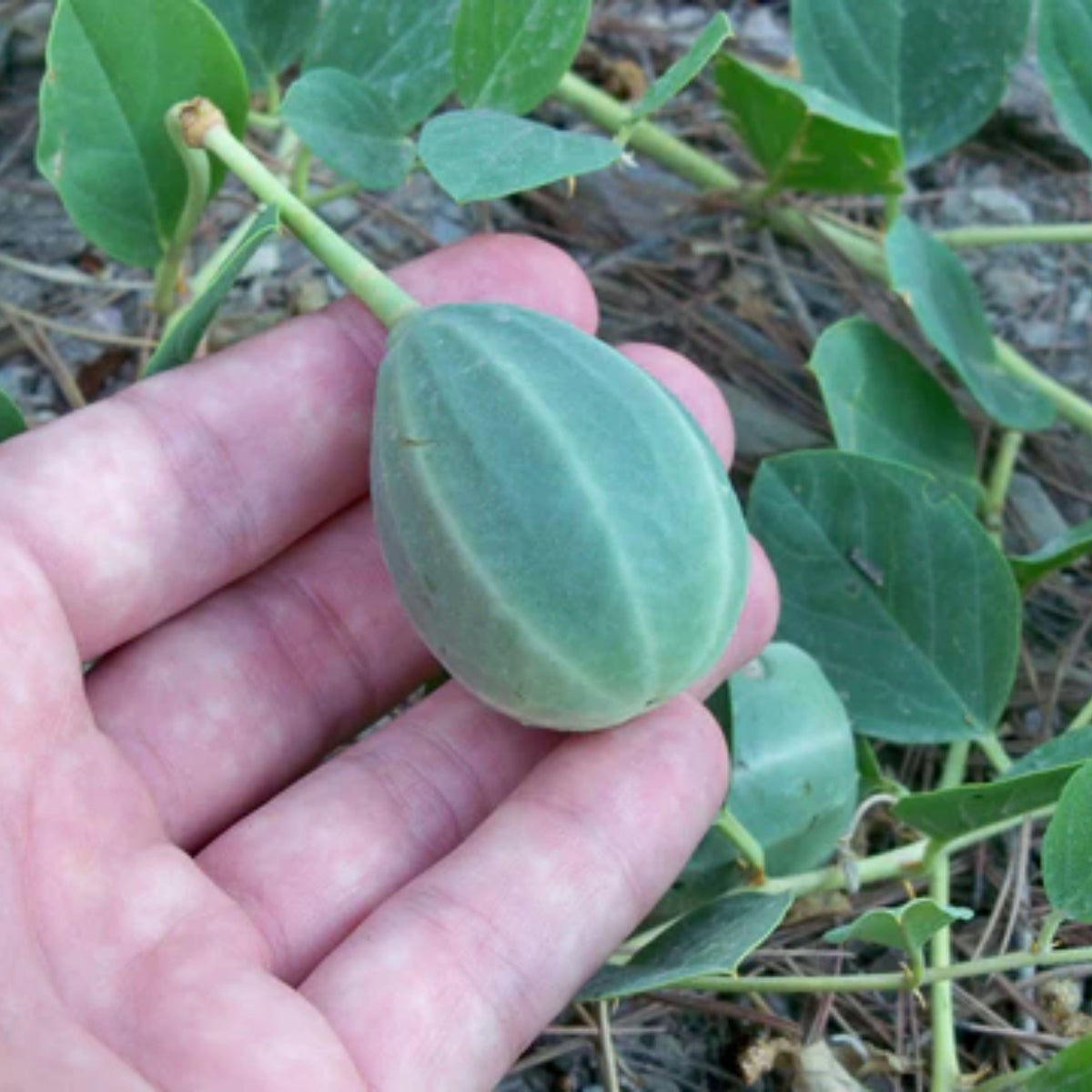 Capers (Caper Bush) Seeds - Perennial, Mediterranean Shrub, 12 seeds