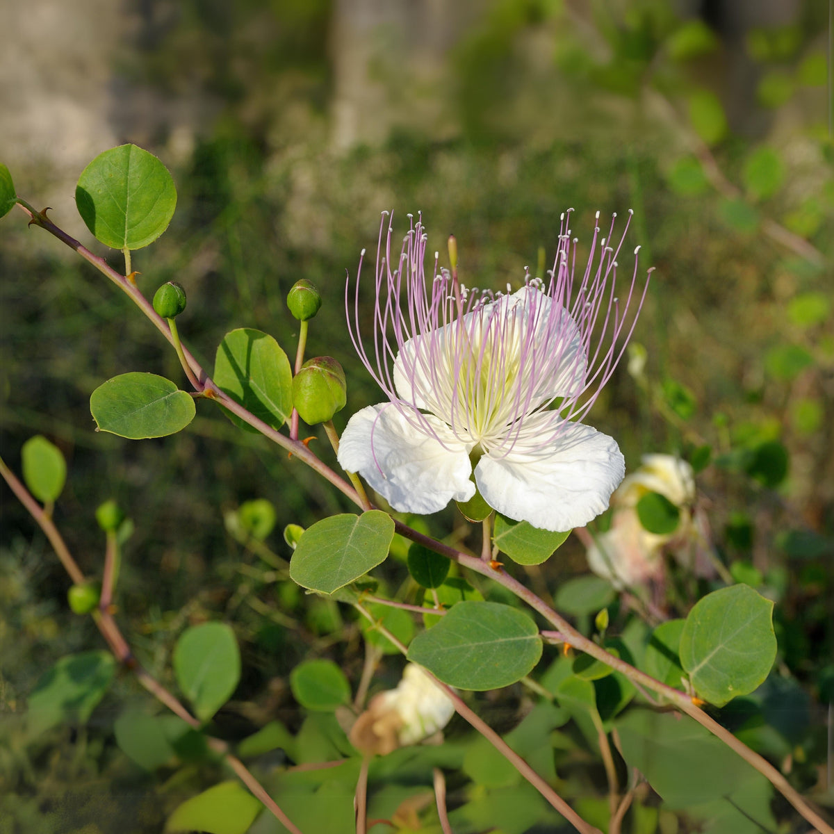 Capers (Caper Bush) Seeds - Perennial, Mediterranean Shrub, 12 seeds