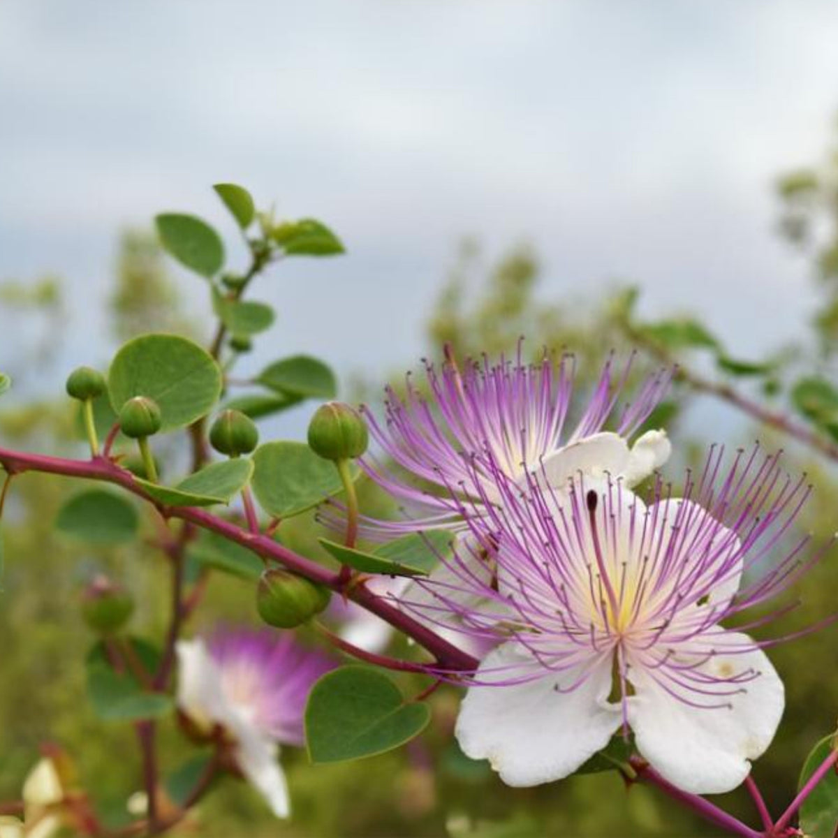 12 Seeds| Capers (Caper Bush) Seeds - Heirloom – Non-GMO – Perennial – Mediterranean Shrub – Edible Buds & Berries – Pickling – Culinary Herb – Ornamental – Drought Tolerant – Garden to Table#6037