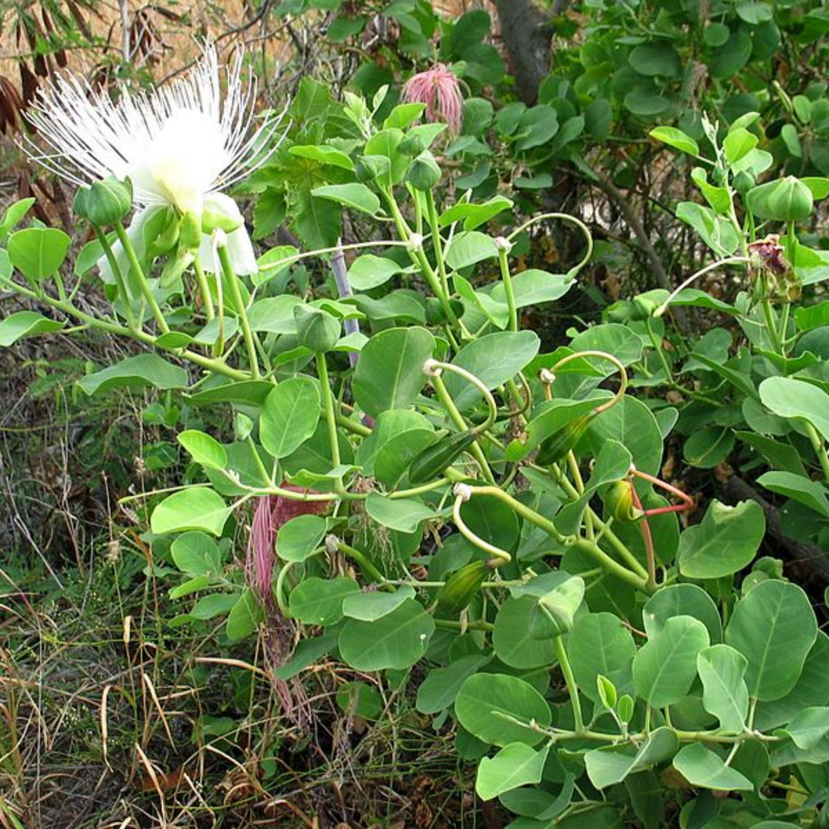 12 Seeds| Capers (Caper Bush) Seeds - Heirloom – Non-GMO – Perennial – Mediterranean Shrub – Edible Buds & Berries – Pickling – Culinary Herb – Ornamental – Drought Tolerant – Garden to Table#6037