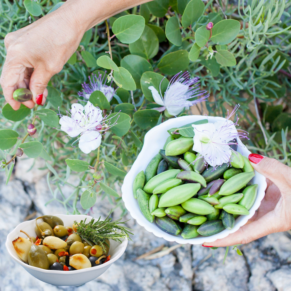 12 Seeds| Capers (Caper Bush) Seeds - Heirloom – Non-GMO – Perennial – Mediterranean Shrub – Edible Buds & Berries – Pickling – Culinary Herb – Ornamental – Drought Tolerant – Garden to Table#6037