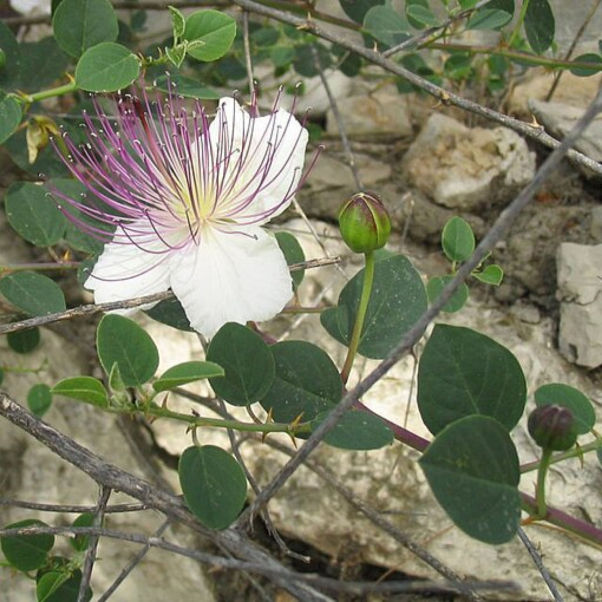 12 Seeds| Capers (Caper Bush) Seeds - Heirloom – Non-GMO – Perennial – Mediterranean Shrub – Edible Buds & Berries – Pickling – Culinary Herb – Ornamental – Drought Tolerant – Garden to Table#6037