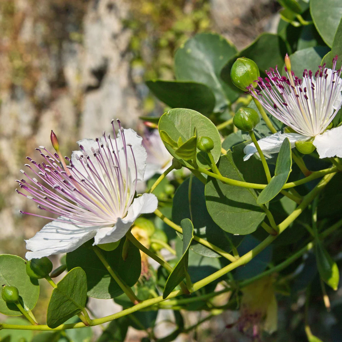 Capers (Caper Bush) Seeds - Perennial, Mediterranean Shrub, 12 seeds