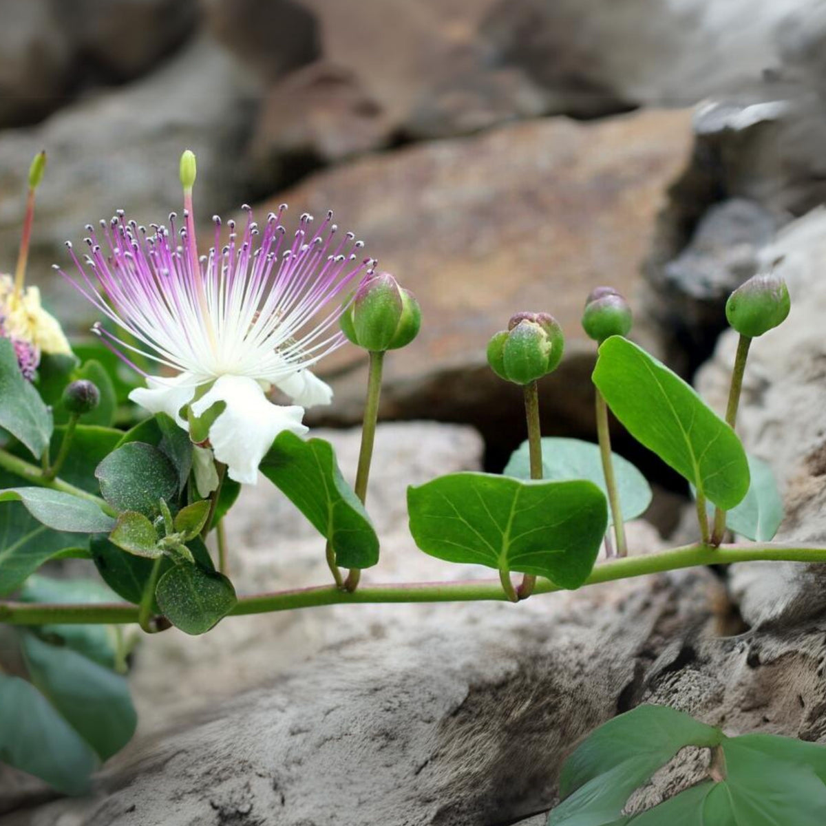 Capers (Caper Bush) Seeds - Perennial, Mediterranean Shrub, 12 seeds