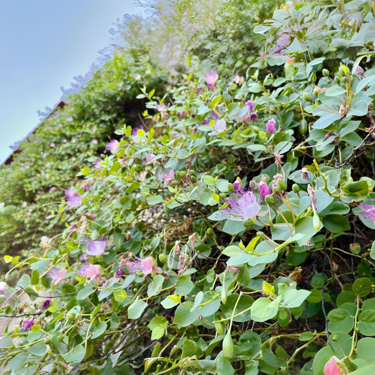 Capers (Caper Bush) Seeds - Perennial, Mediterranean Shrub, 12 seeds