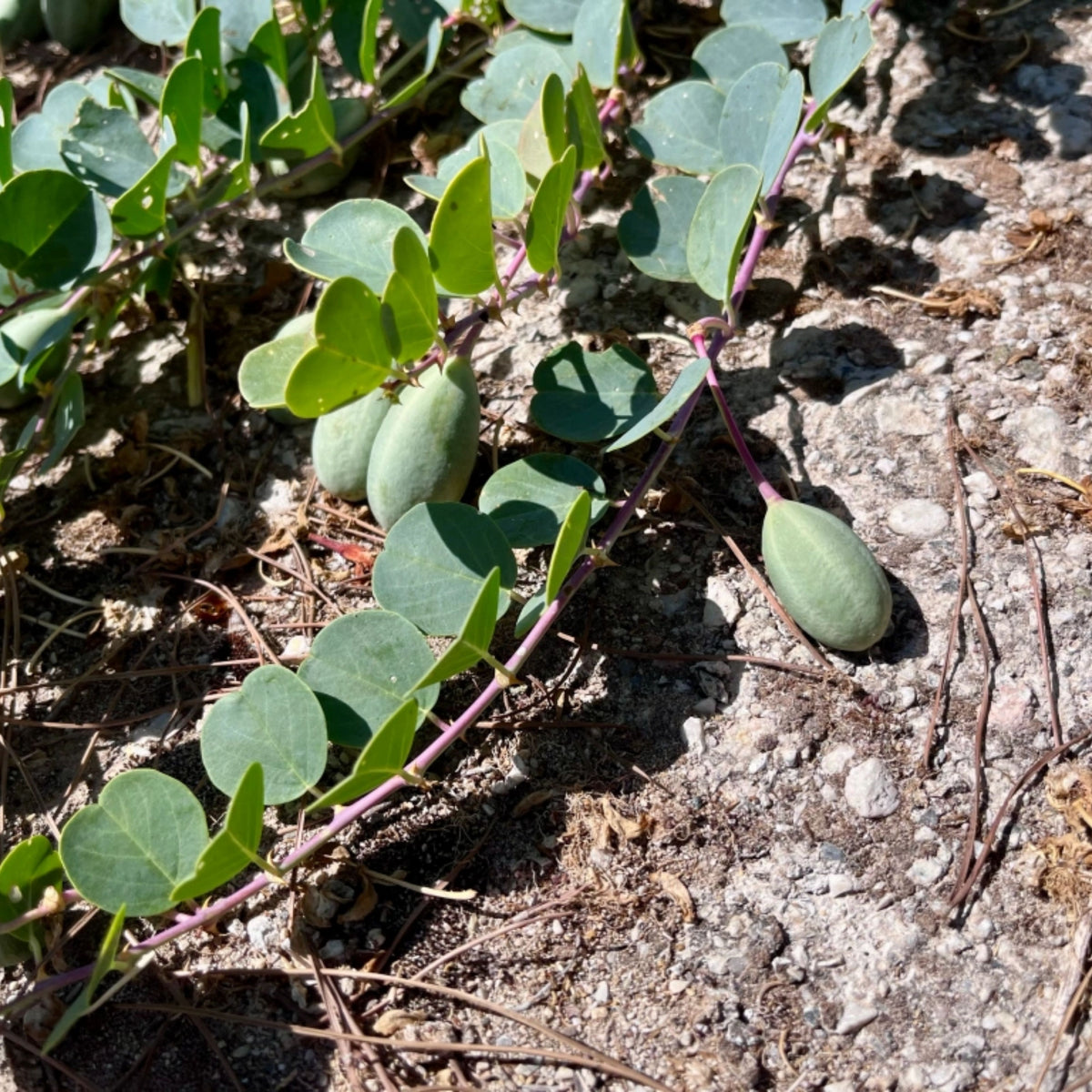 Capers (Caper Bush) Seeds - Perennial, Mediterranean Shrub, 12 seeds