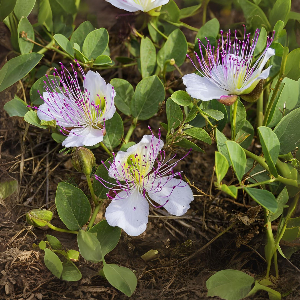 Capers (Caper Bush) Seeds - Perennial, Mediterranean Shrub, 12 seeds