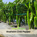 30 Seeds| Pepper Anaheim Chili (Capsicum annuum) Seeds - Heirloom – Non-GMO – Mild Heat – 500–1,000 SHU – 7-Inch Fruits – High Yield – Easy to Grow – Roasting & Stuffing – Warm Season – Garden to Table#6038