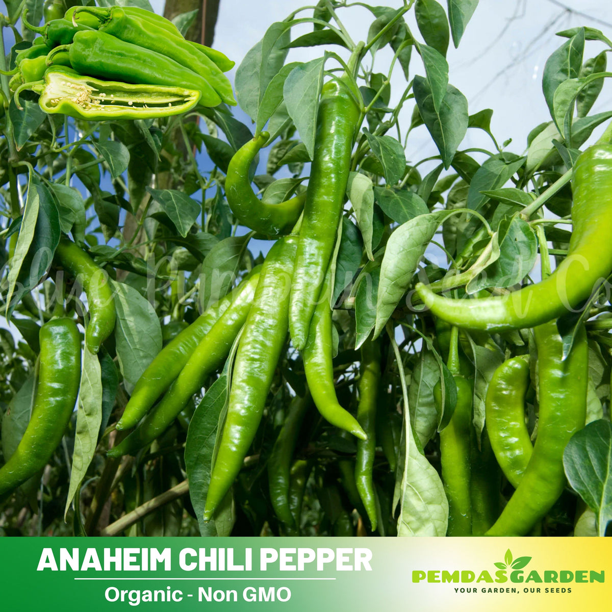 30 Seeds| Anaheim Chili Pepper Seeds – Capsicum annuum, Heirloom, Non-GMO, Mild Heat 500–1,000 SHU, High Yield, 7-Inch Peppers, Easy to Grow Warm Season Vegetable for Roasting, Stuffing, Salsa, and Fresh Cooking#6038