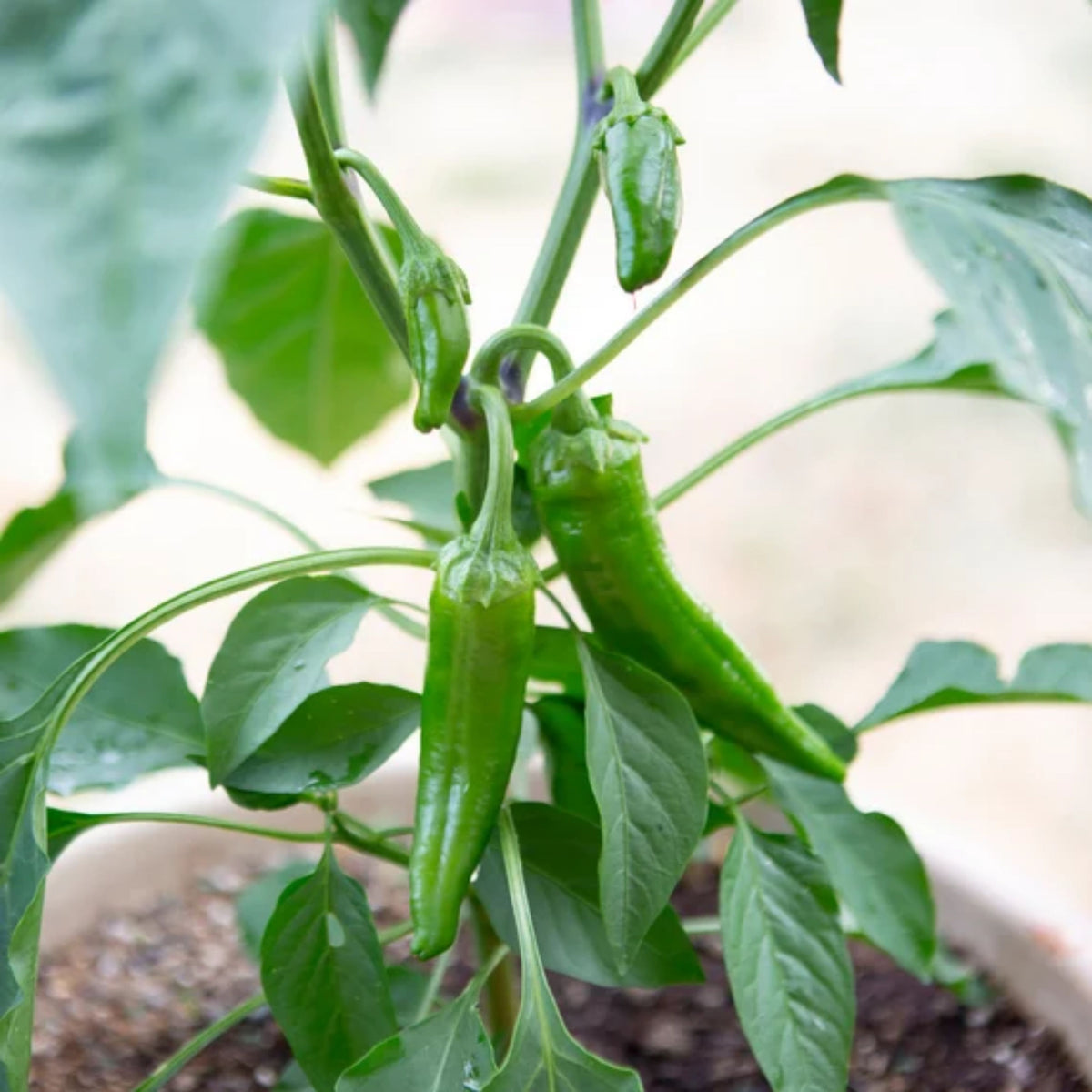 30 Seeds| Anaheim Chili Pepper Seeds – Capsicum annuum, Heirloom, Non-GMO, Mild Heat 500–1,000 SHU, High Yield, 7-Inch Peppers, Easy to Grow Warm Season Vegetable for Roasting, Stuffing, Salsa, and Fresh Cooking#6038
