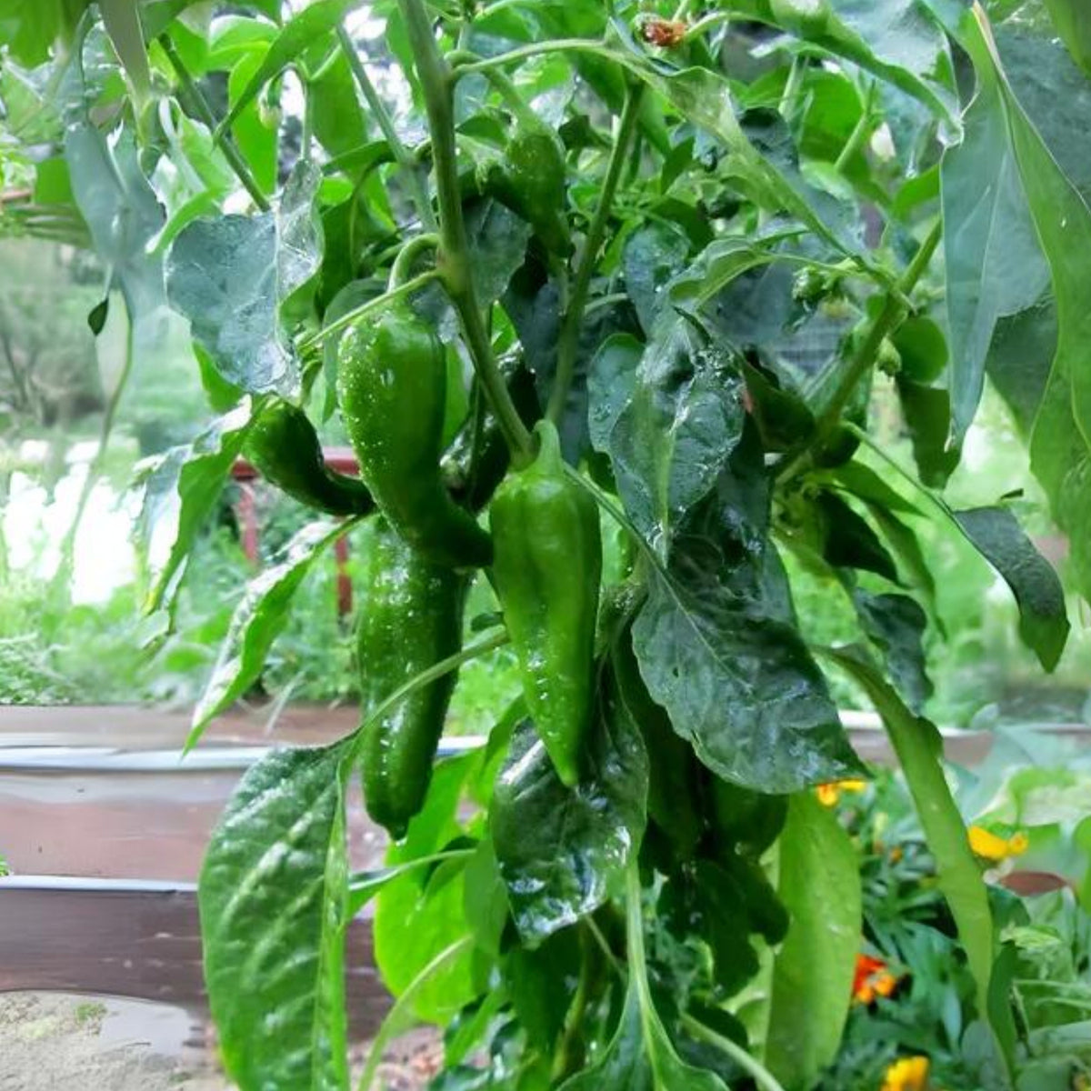 30 Seeds| Anaheim Chili Pepper Seeds – Capsicum annuum, Heirloom, Non-GMO, Mild Heat 500–1,000 SHU, High Yield, 7-Inch Peppers, Easy to Grow Warm Season Vegetable for Roasting, Stuffing, Salsa, and Fresh Cooking#6038